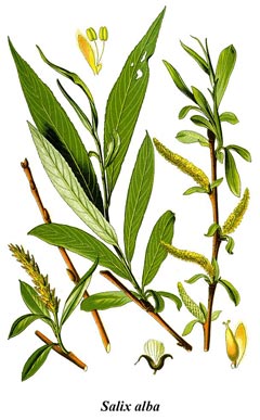 Salix alba